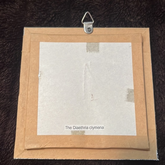 Butterfly specimen - Picture 2 of 2